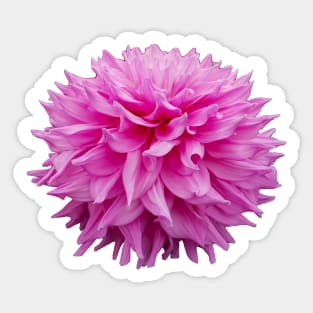 Cutout Floral Photo Pink Pom Pom Flower Sticker